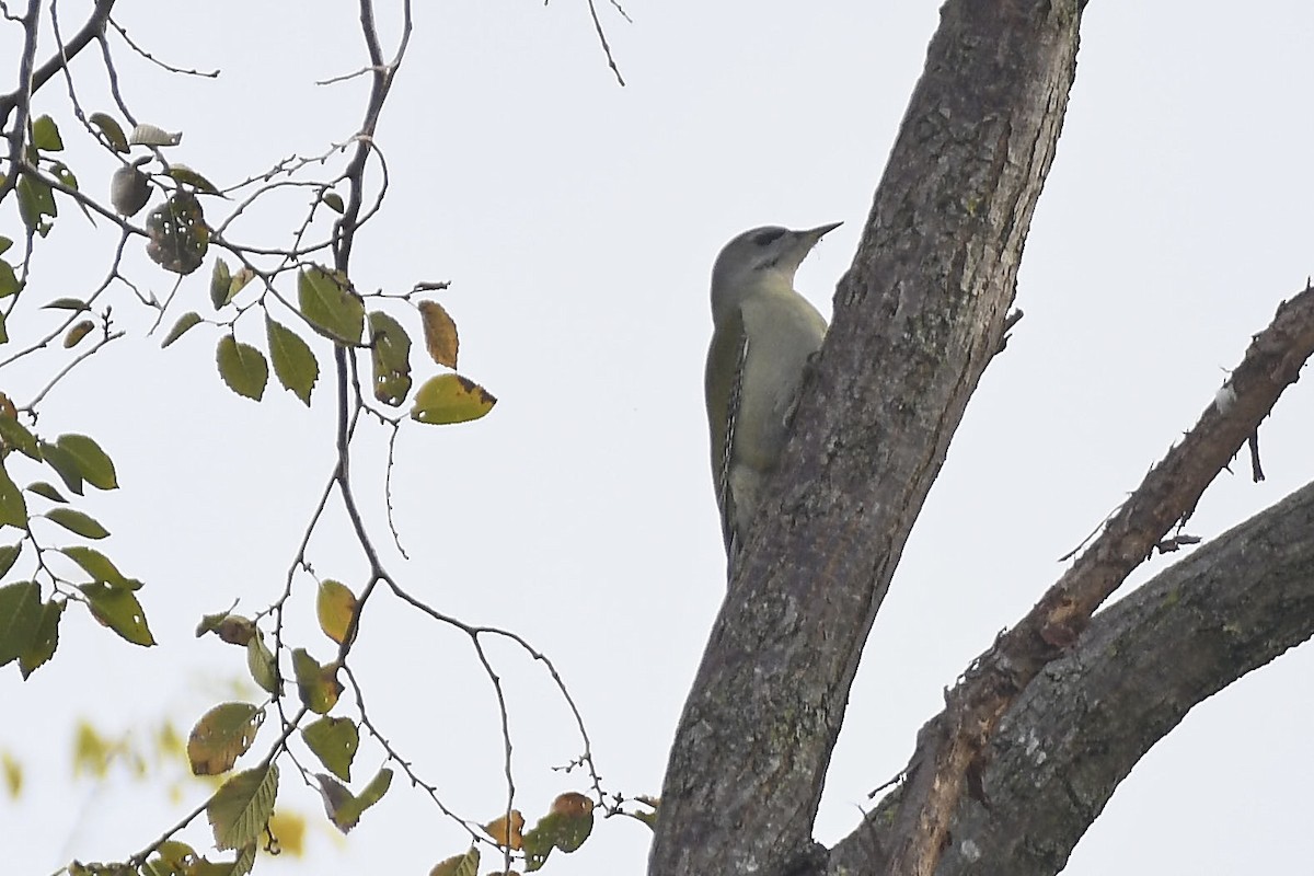 Pic cendré - ML645268154