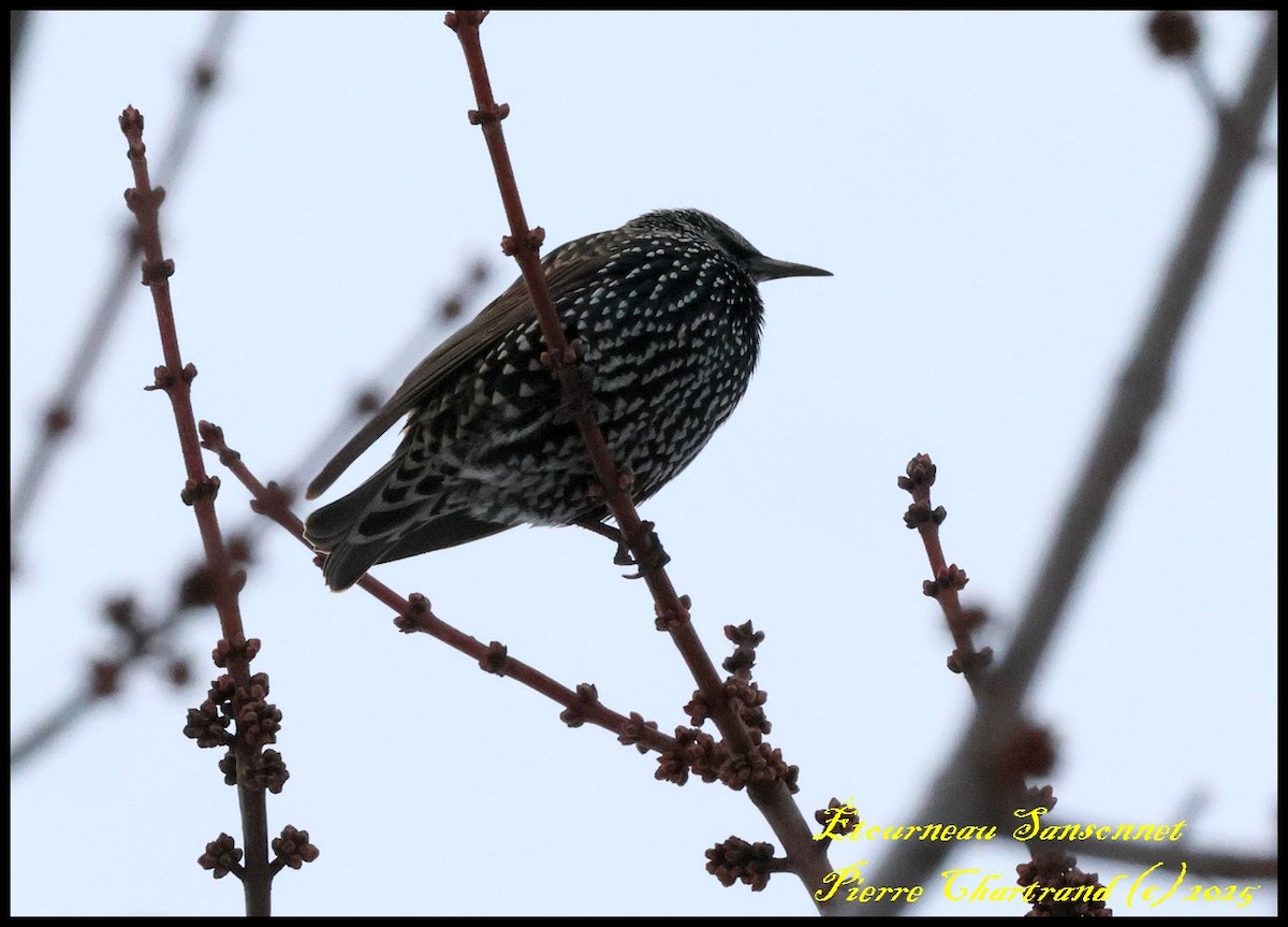 Шпак звичайний - ML645268156