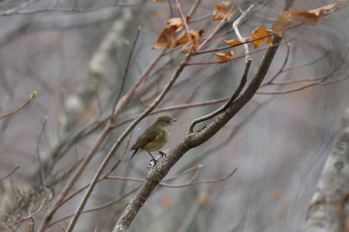 blåstjert - ML645268157