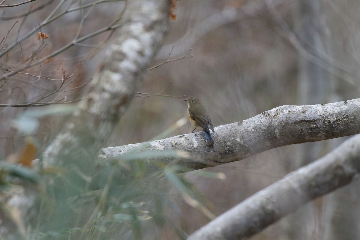 blåstjert - ML645268158