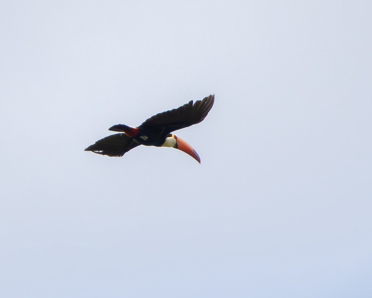 Toco Toucan - ML645268159