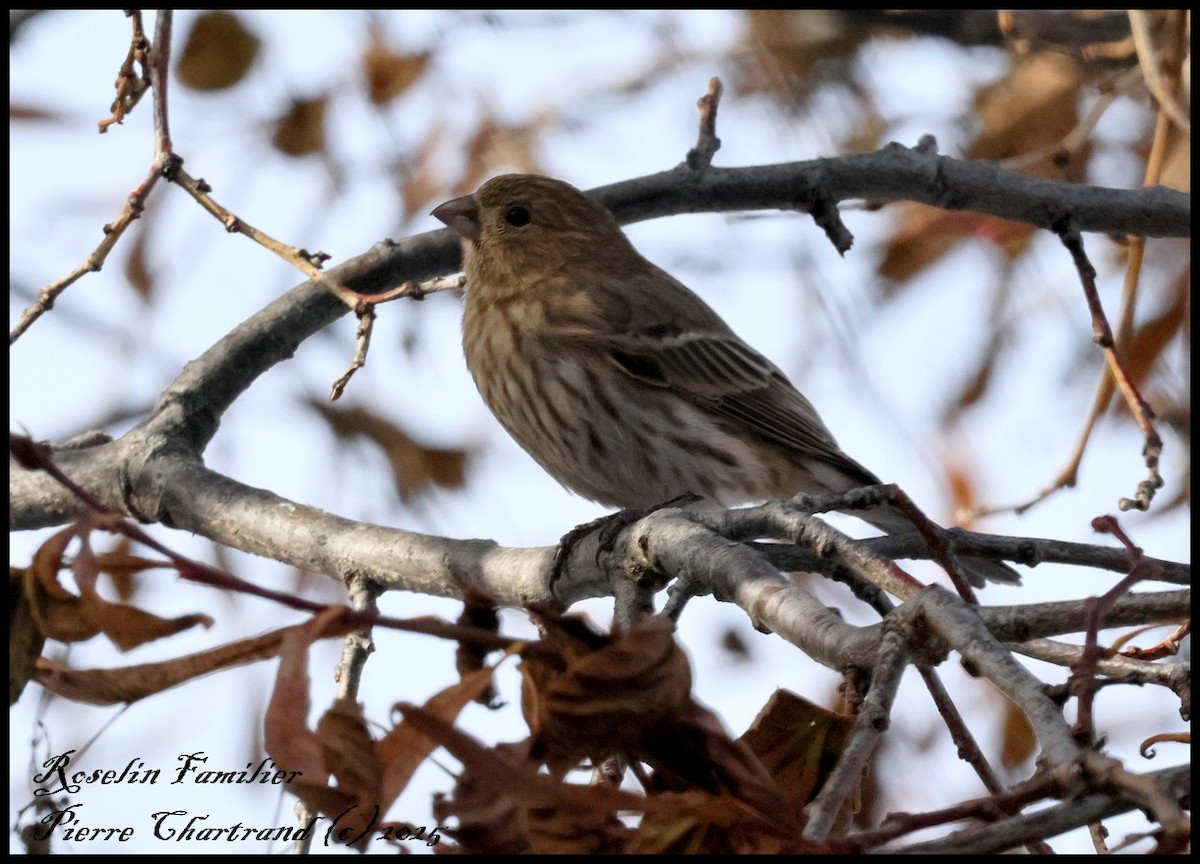 House Finch - ML645268162