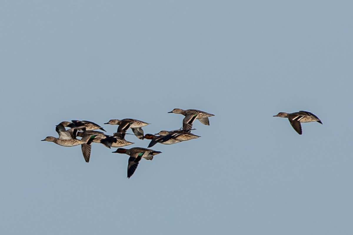 Çamurcun - ML645268164