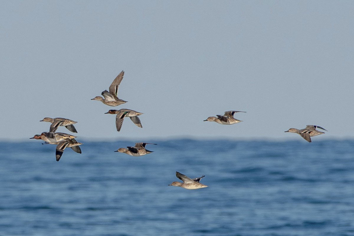 Çamurcun - ML645268165