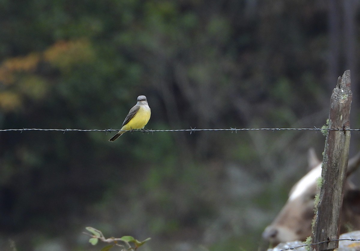 Western Kingbird - ML645268172