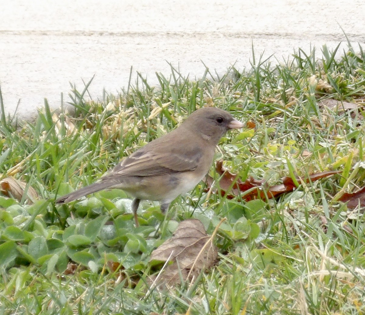 Dark-eyed Junco - ML645268174