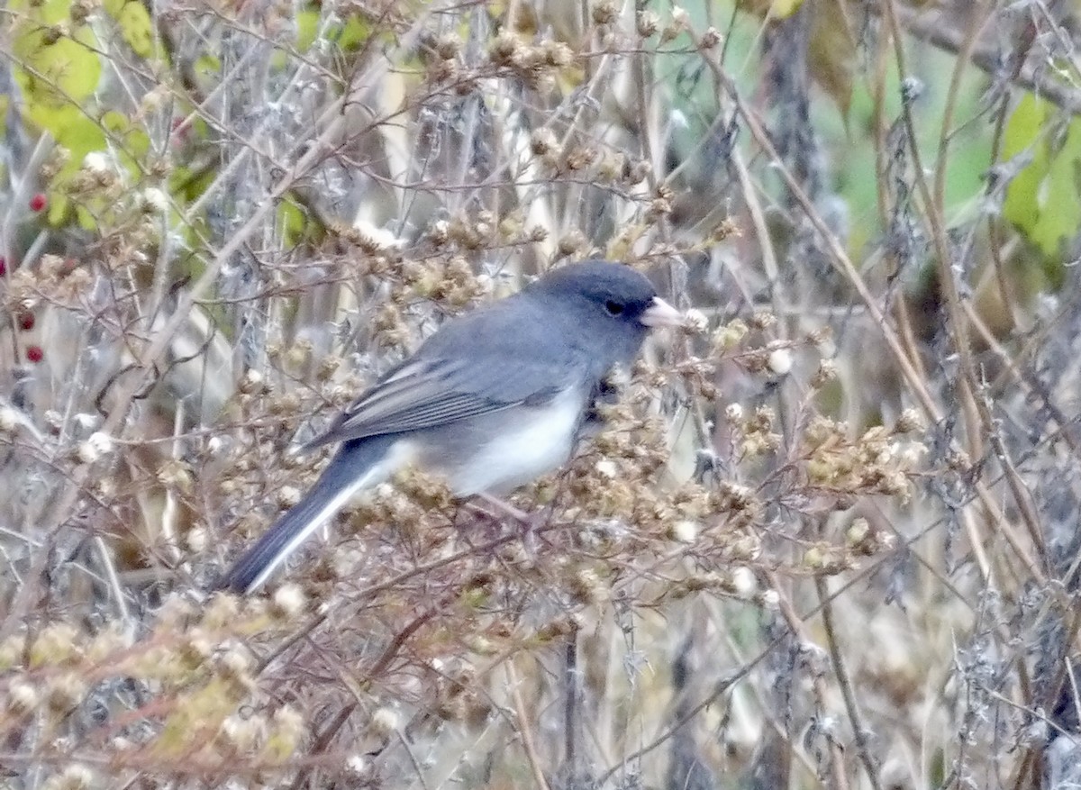 Dark-eyed Junco - ML645268175