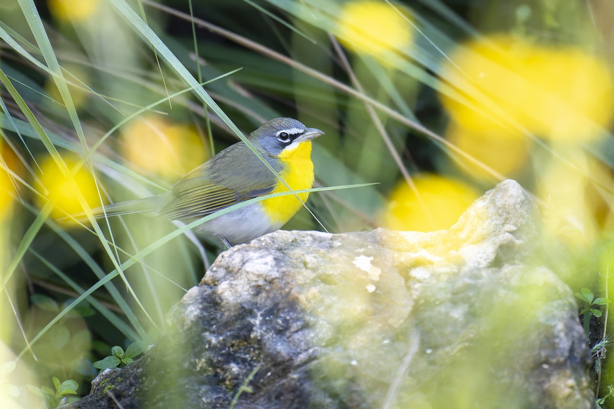 Yellow-breasted Chat - ML645268178