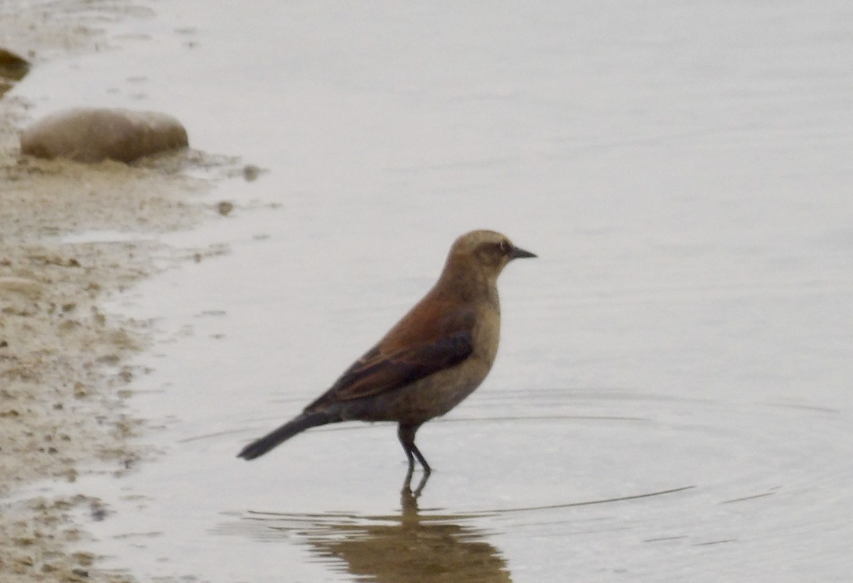 Rusty Blackbird - ML645268184