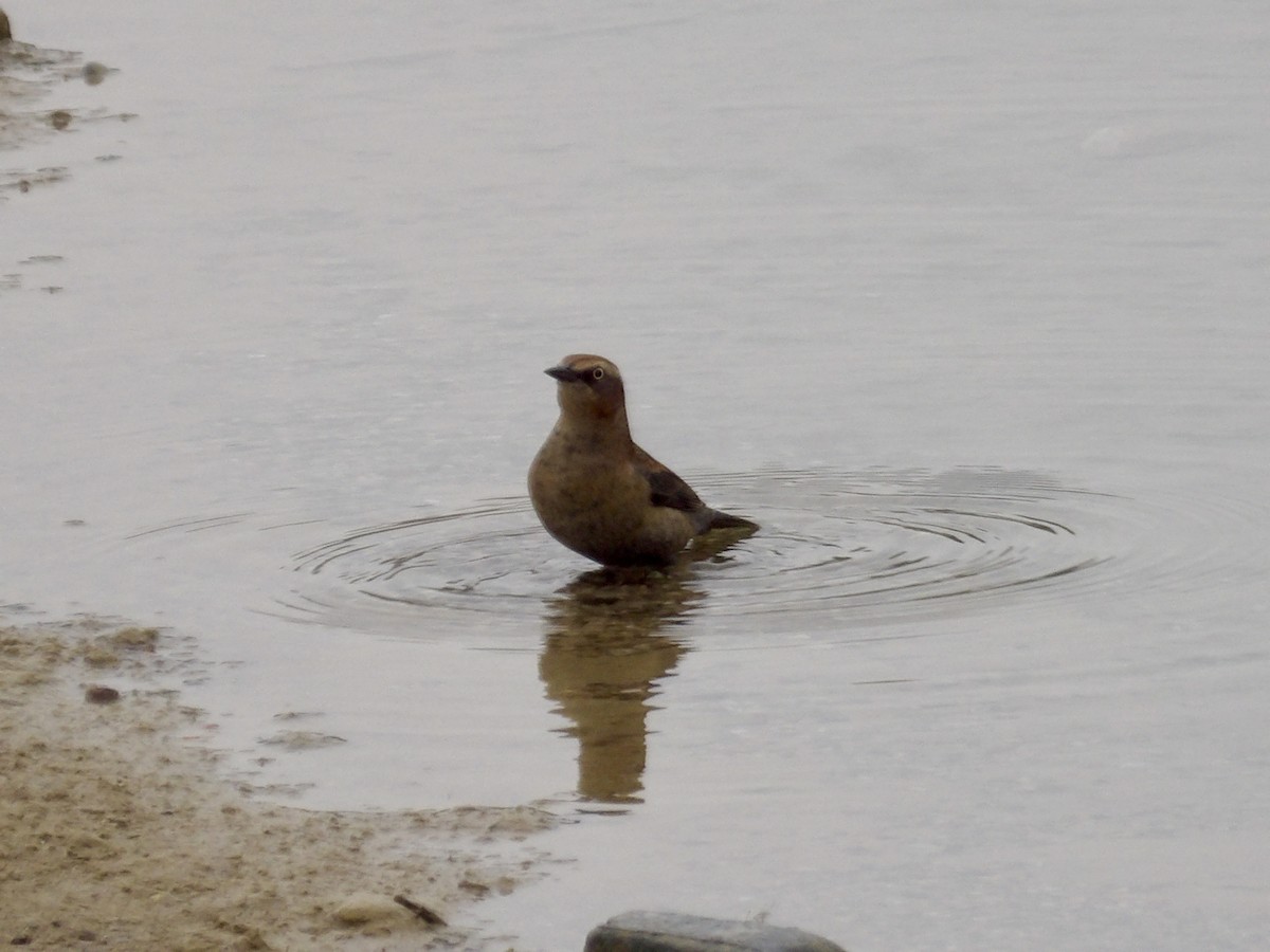 Rusty Blackbird - ML645268185