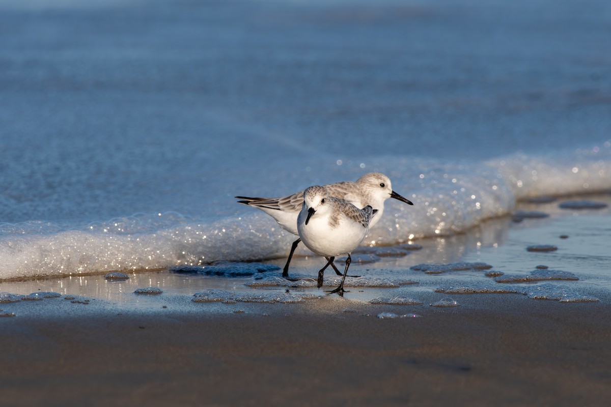 Ak Kumkuşu - ML645268188