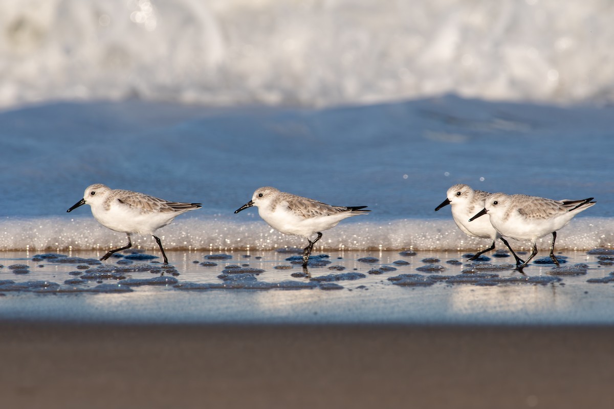 Ak Kumkuşu - ML645268189