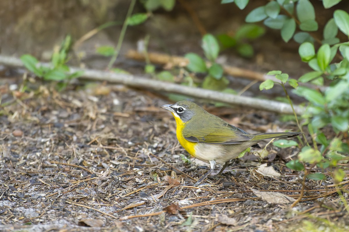 Yellow-breasted Chat - ML645268195