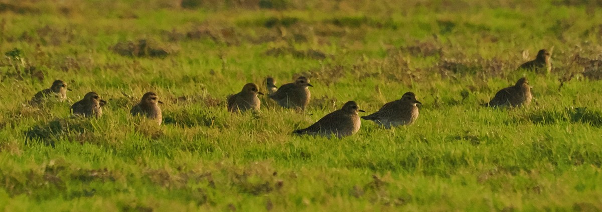 Сивка звичайна - ML645268196