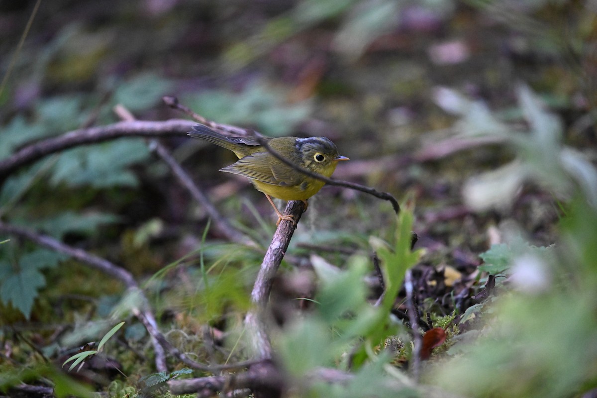 Bianchi's/Martens's/Alström's Warbler - ML645268198