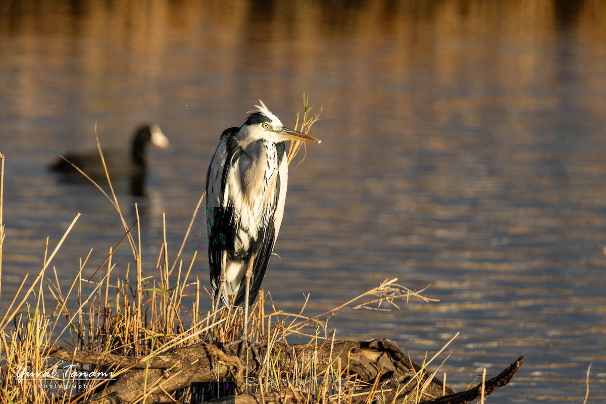 Gray Heron - ML645268202