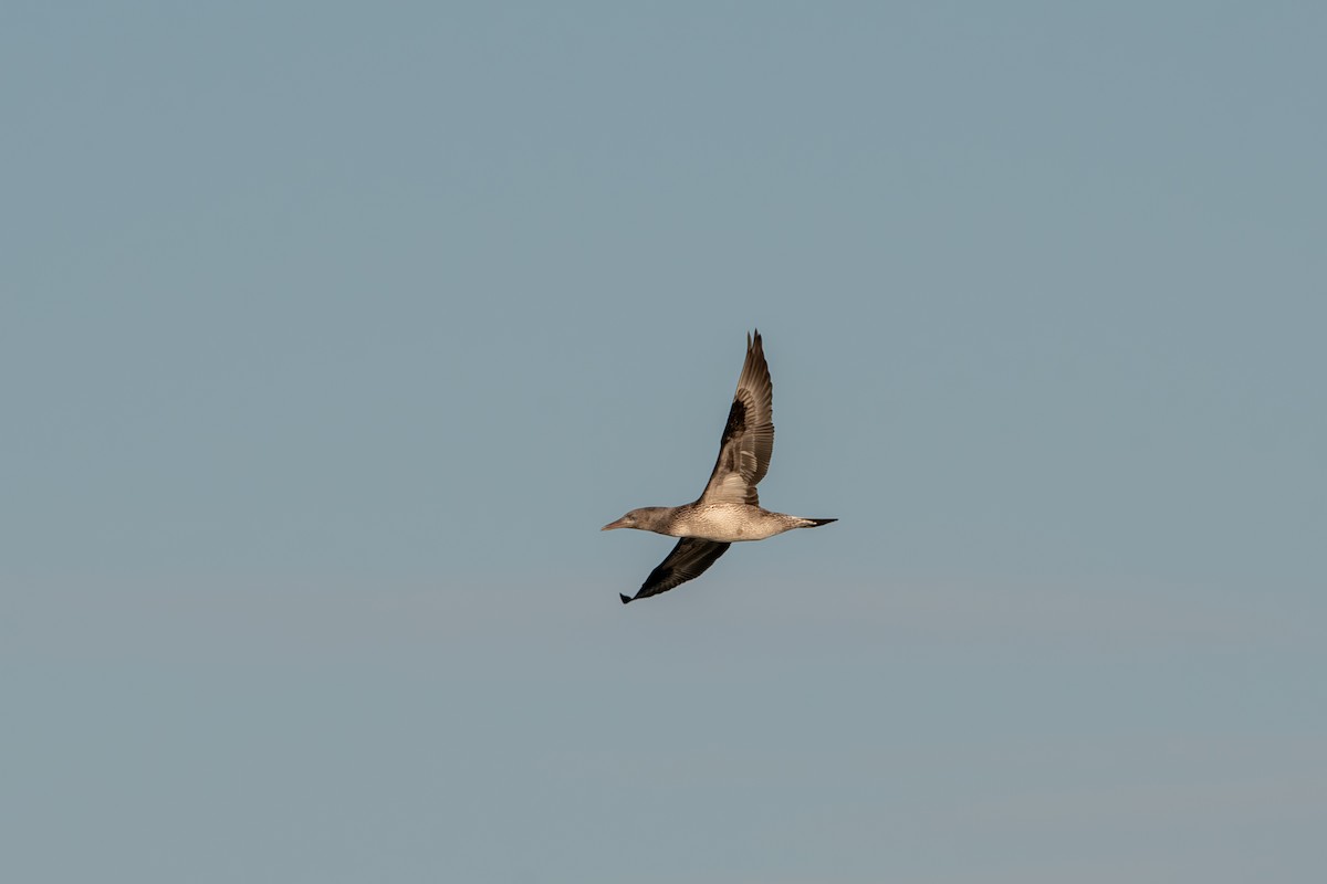 Northern Gannet - ML645268207