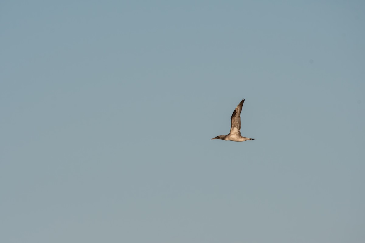 Northern Gannet - ML645268208