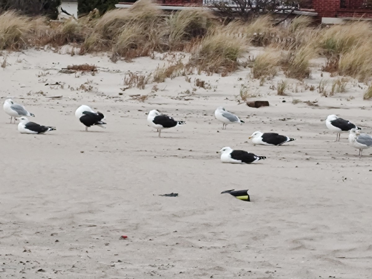Great Black-backed Gull - ML645268211