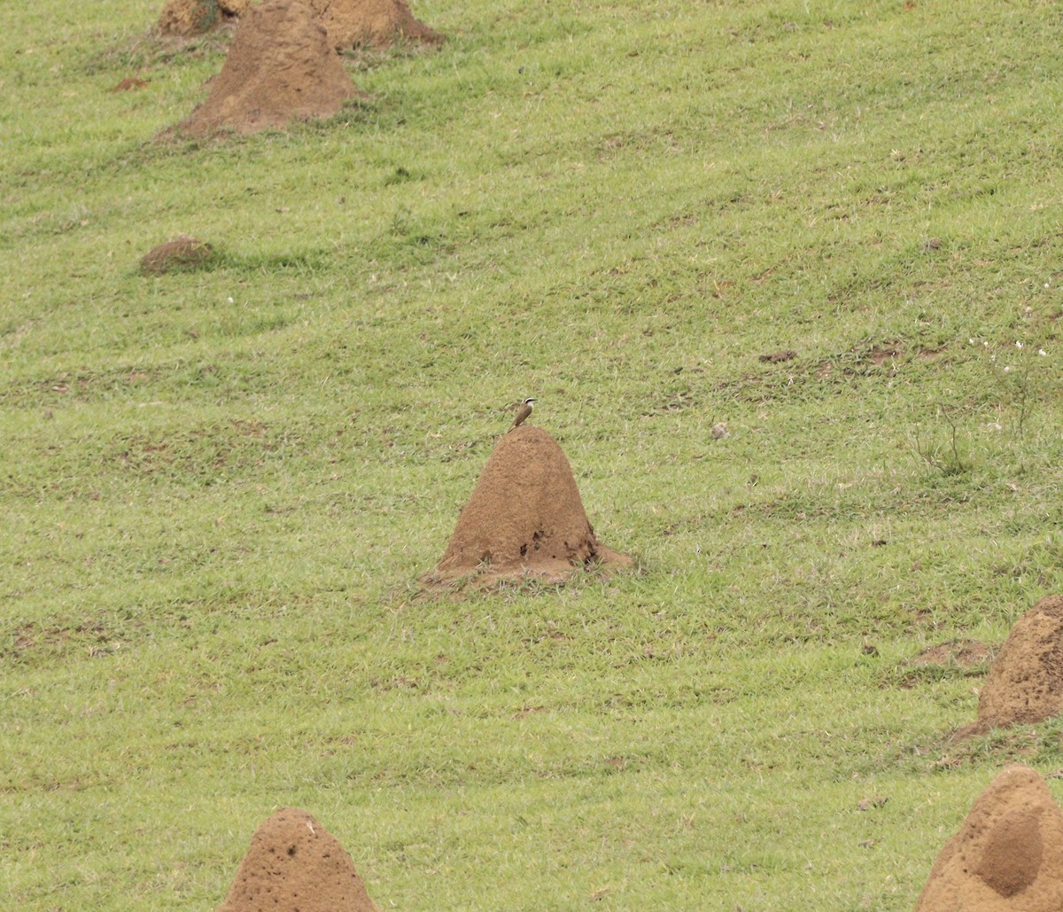 Great Kiskadee - ML645268212