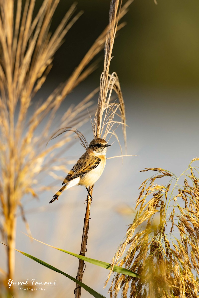 bramborníček sibiřský - ML645268213