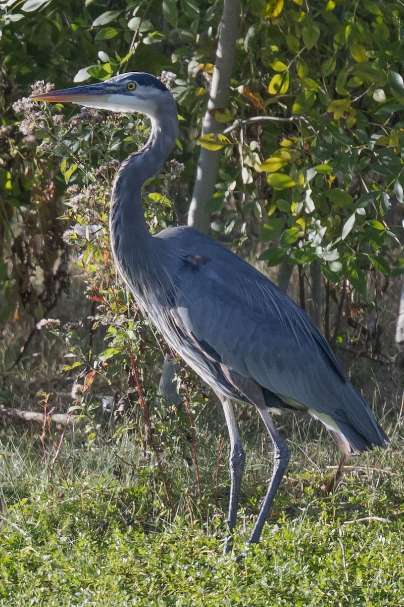 Great Blue Heron - ML645268214
