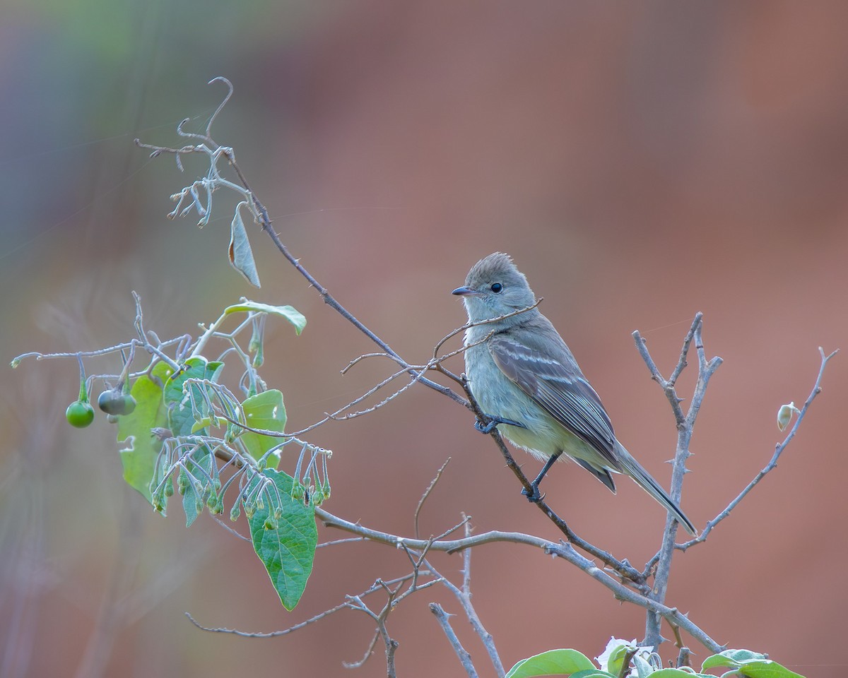 Yellow-bellied Elaenia - ML645268215