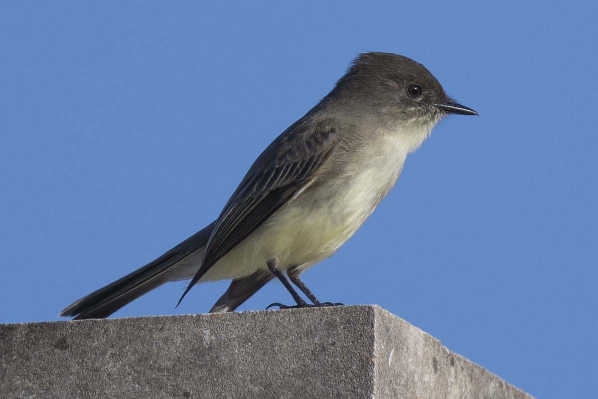 Eastern Phoebe - ML645268216