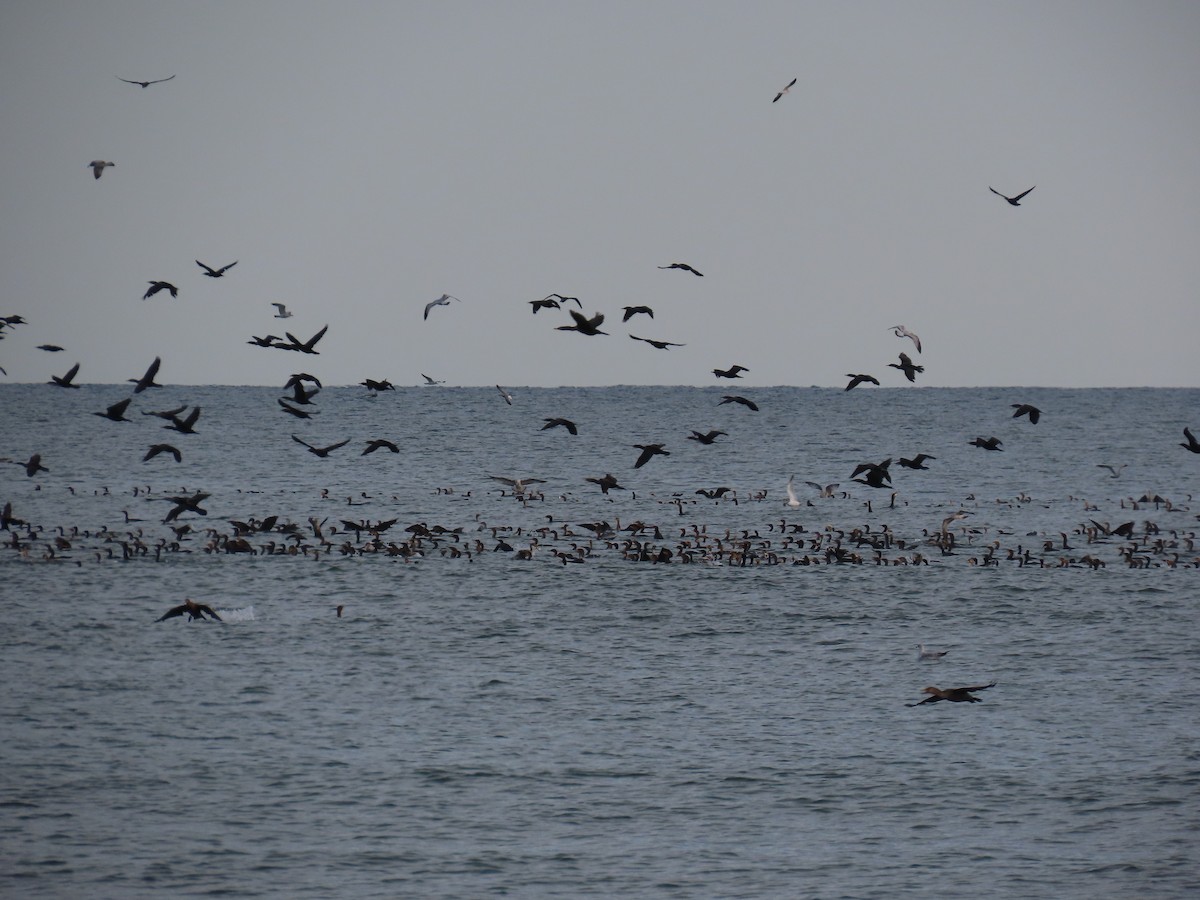 Double-crested Cormorant - ML645268217