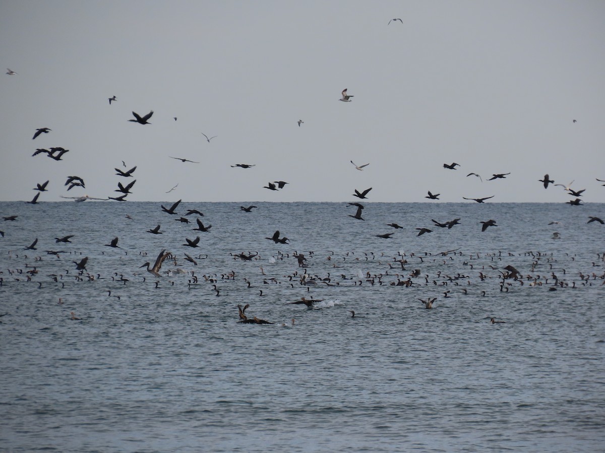 Double-crested Cormorant - ML645268218