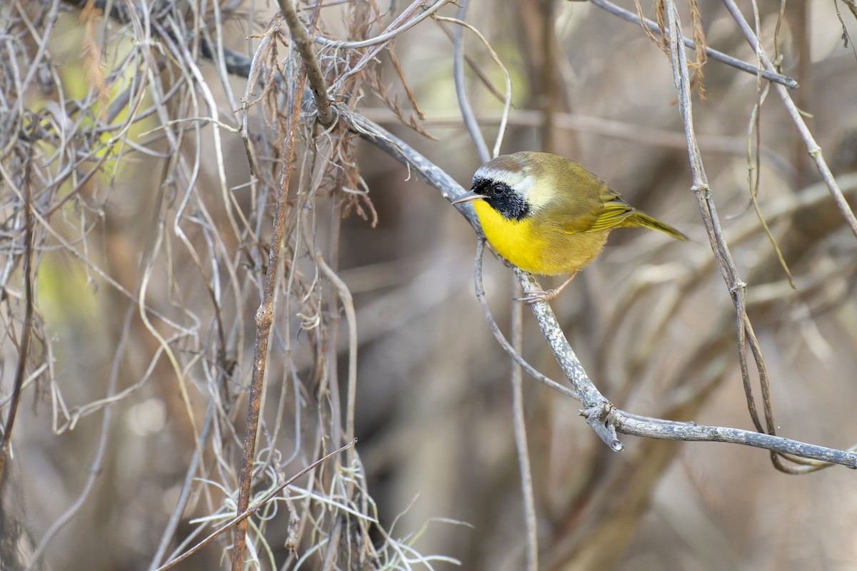 Common Yellowthroat - ML645268219