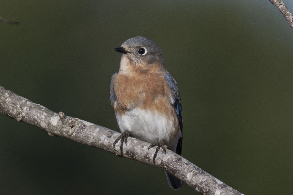 Eastern Bluebird - ML645268220