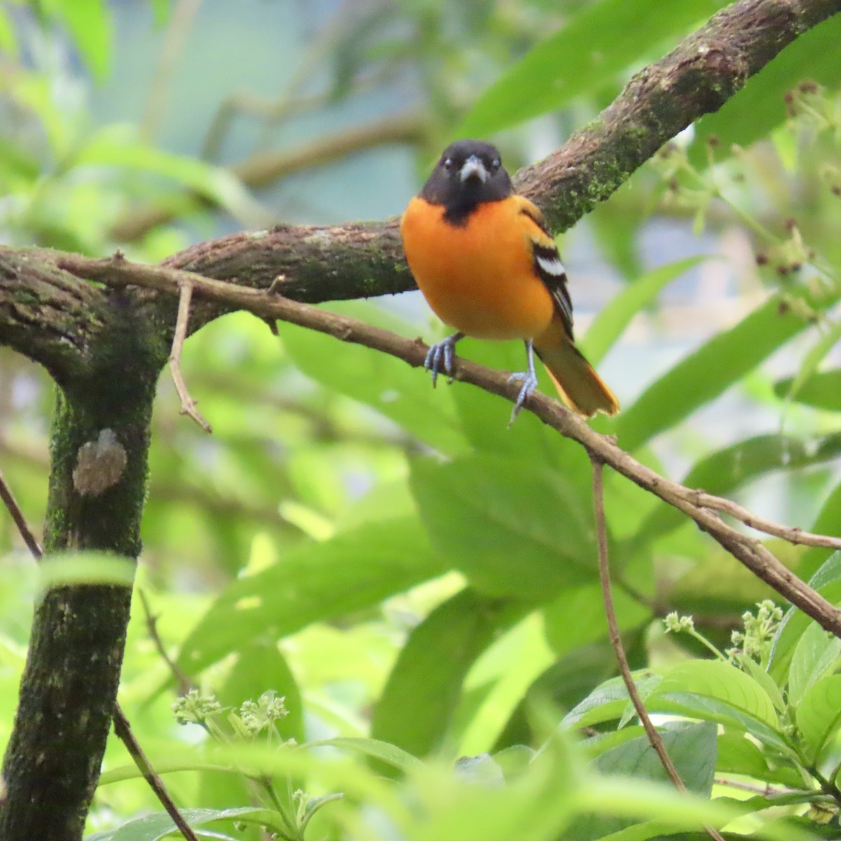 ボルチモアムクドリモドキ - ML645268221