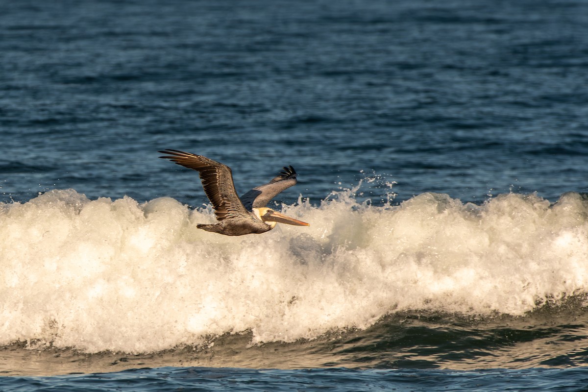 Brown Pelican - ML645268223