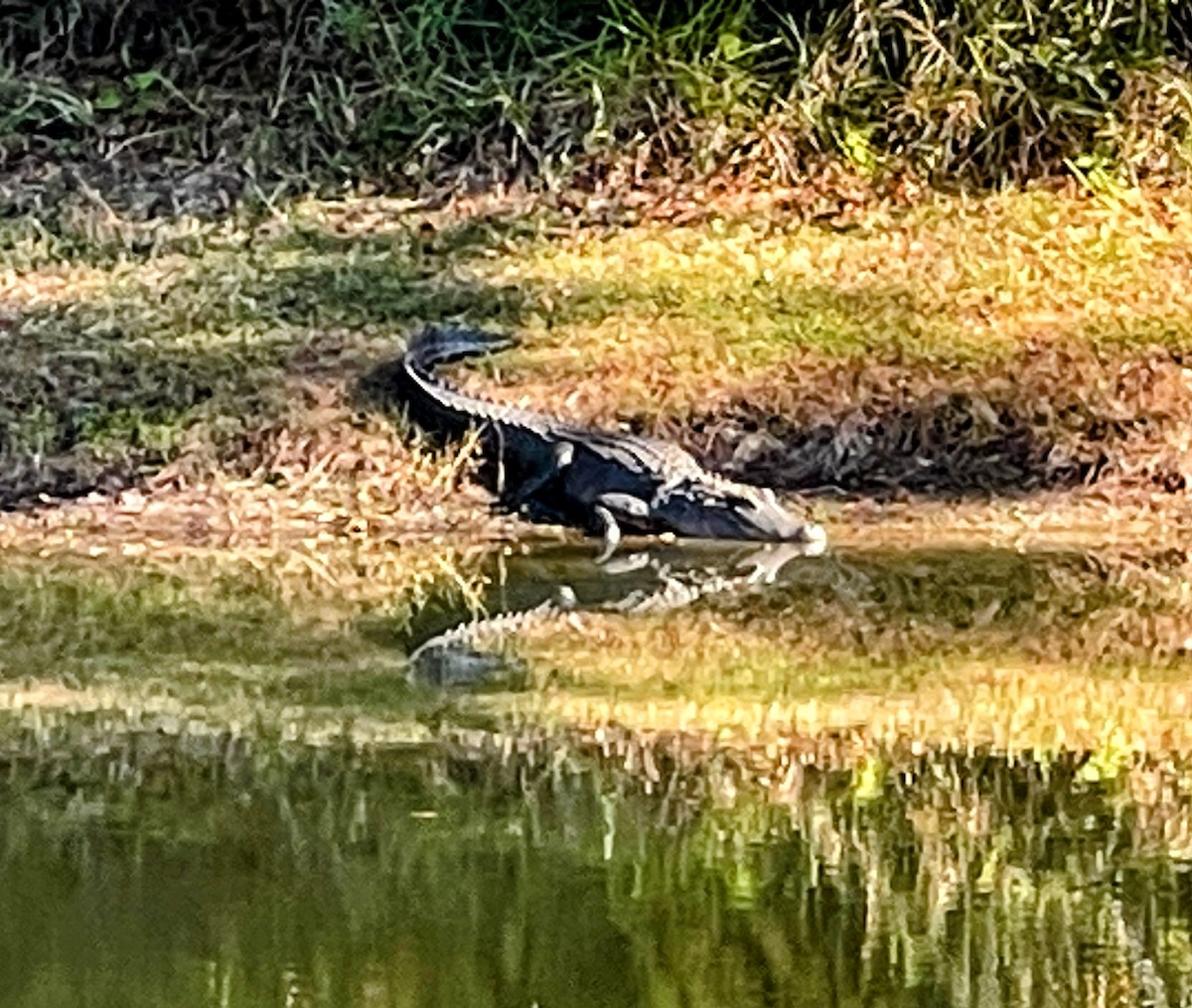 Animals - ML645268224