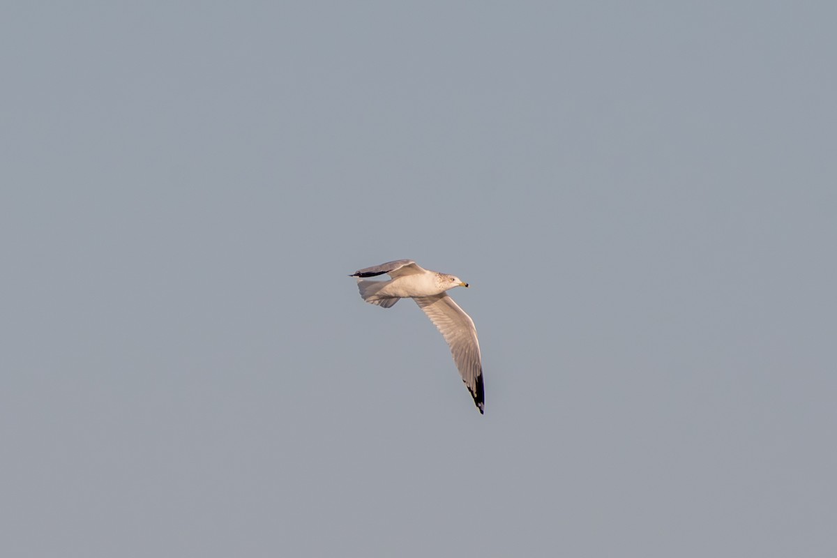 Ring-billed Gull - ML645268225
