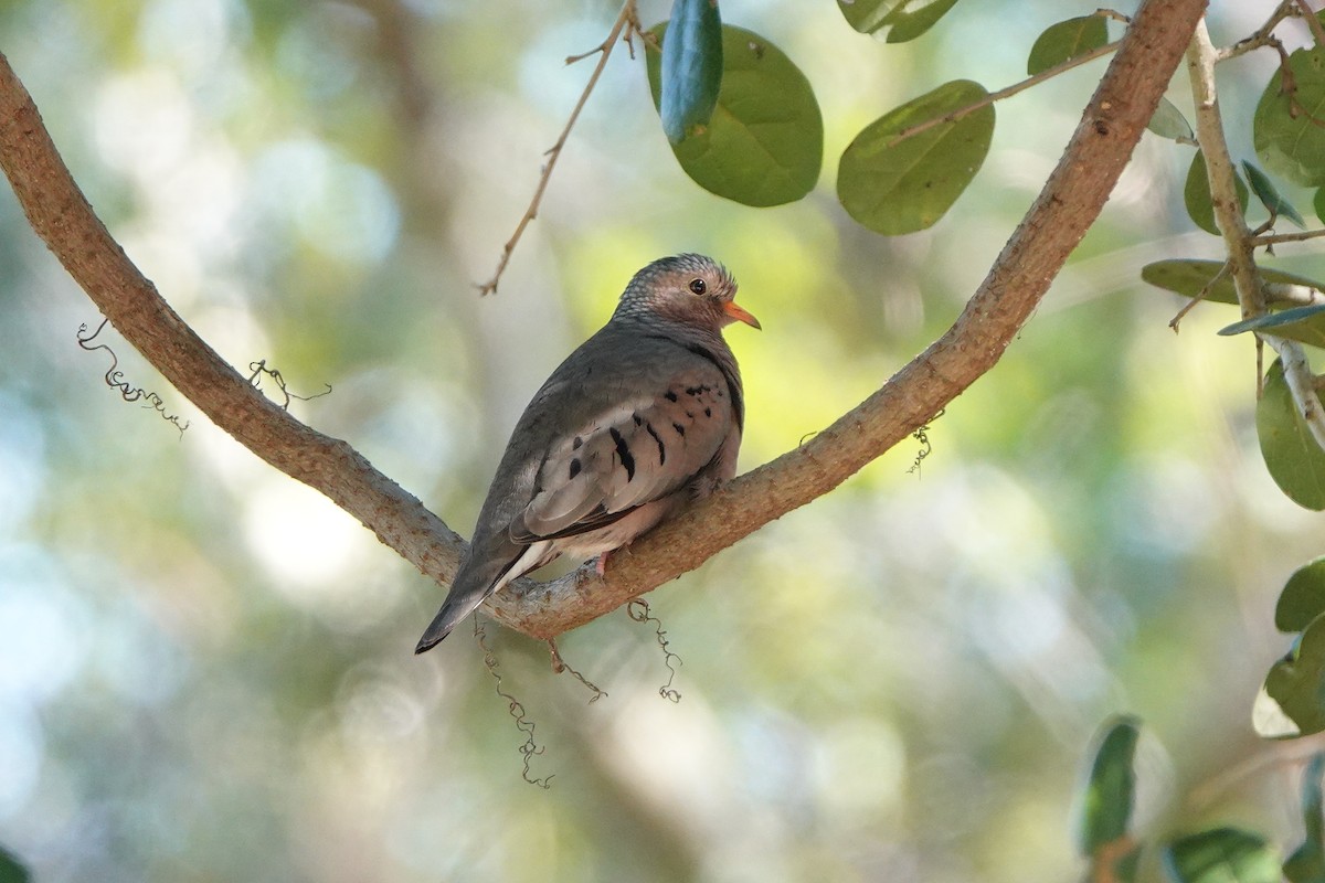 Common Ground Dove - ML645268226