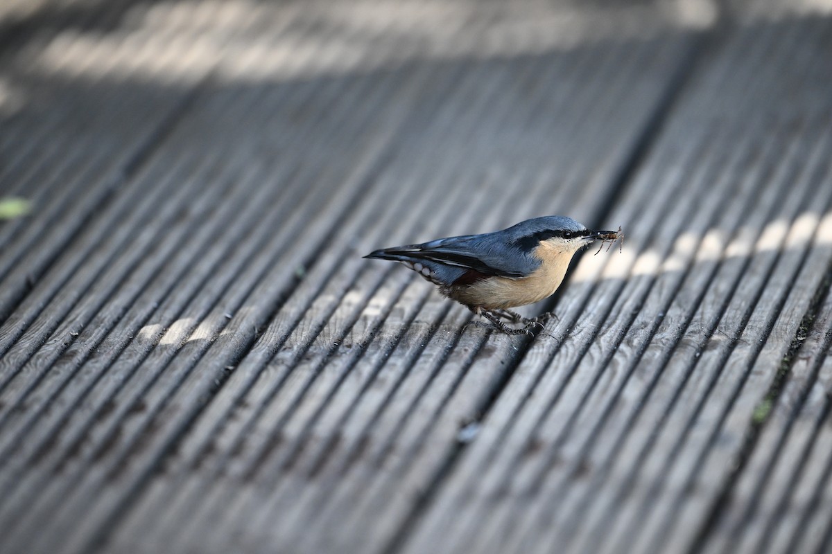 Chestnut-vented Nuthatch - ML645268227