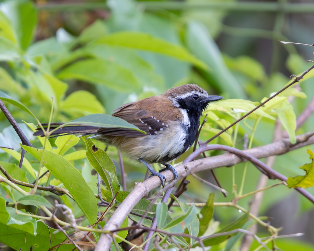 Ржавчатый муравьелов - ML645268228