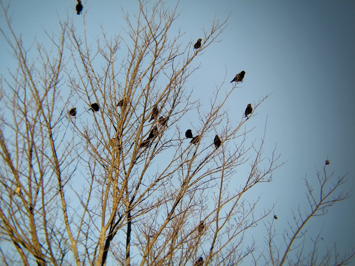 Spotless Starling - ML645268230