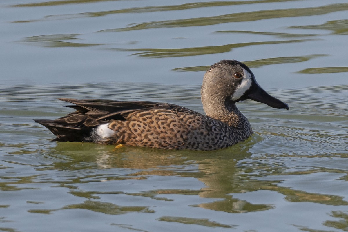 Blue-winged Teal - ML645268231