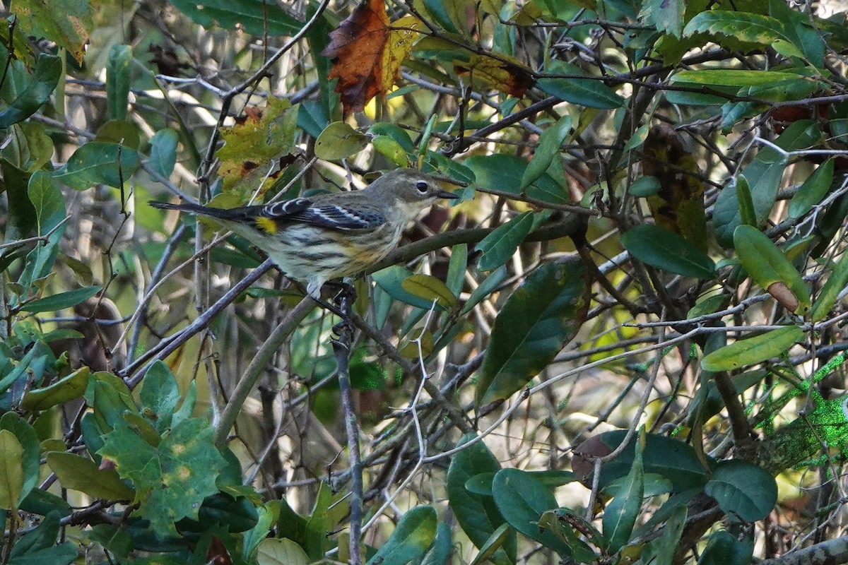 Yellow-rumped Warbler - ML645268232