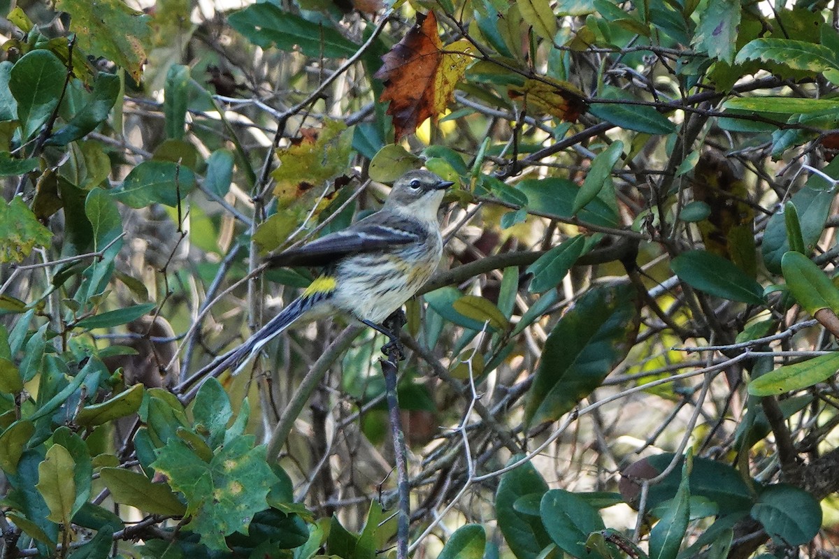 Yellow-rumped Warbler - ML645268233