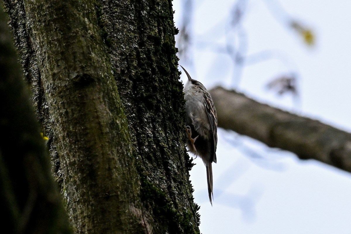 Short-toed Treecreeper - ML645268235