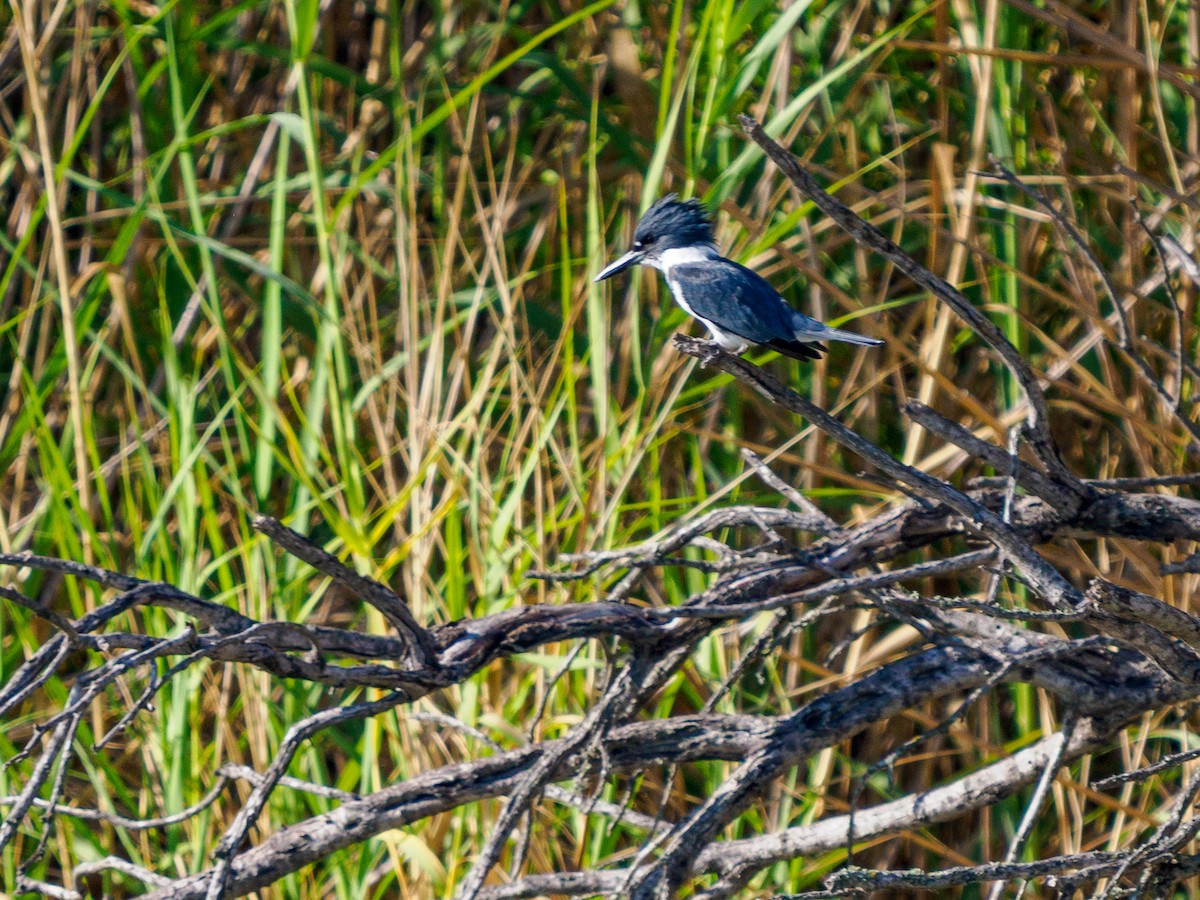 Martin handi iparramerikarra - ML645268236