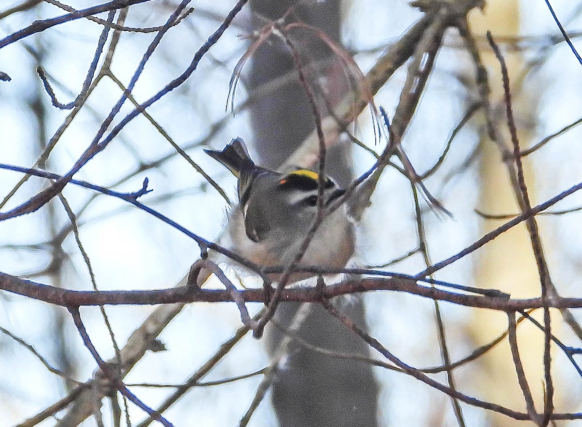 Golden-crowned Kinglet - ML645268237