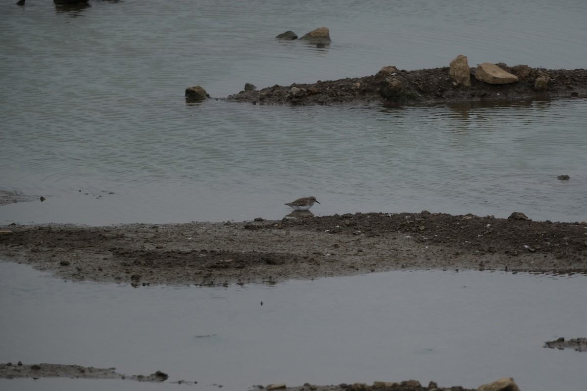 jespák drobný - ML645268238