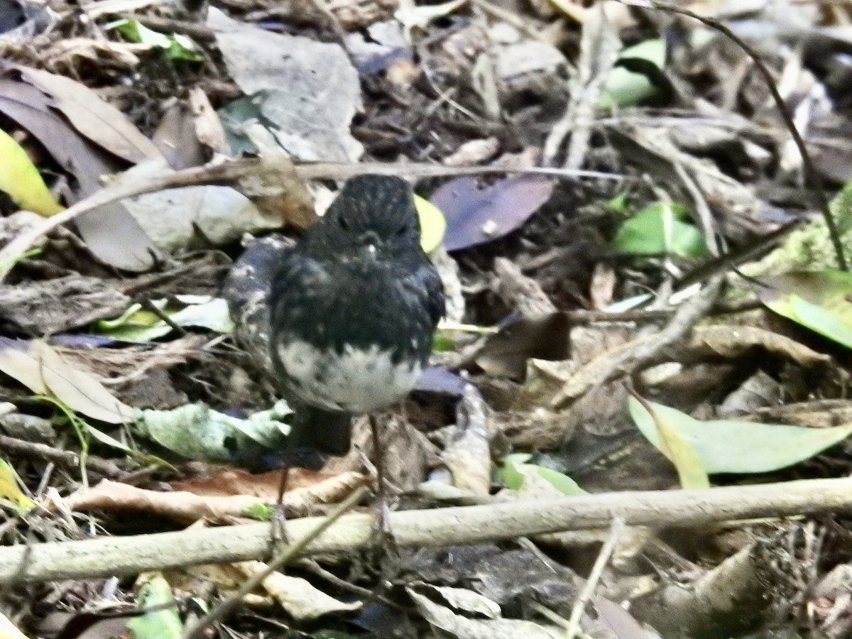 North Island Robin - ML645268239