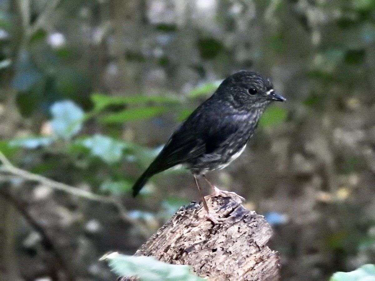 North Island Robin - ML645268241