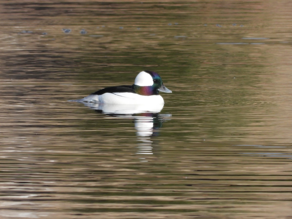 Bufflehead - ML645268242